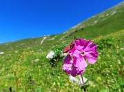 25 Silene dioica con vista verso Capanna 2000